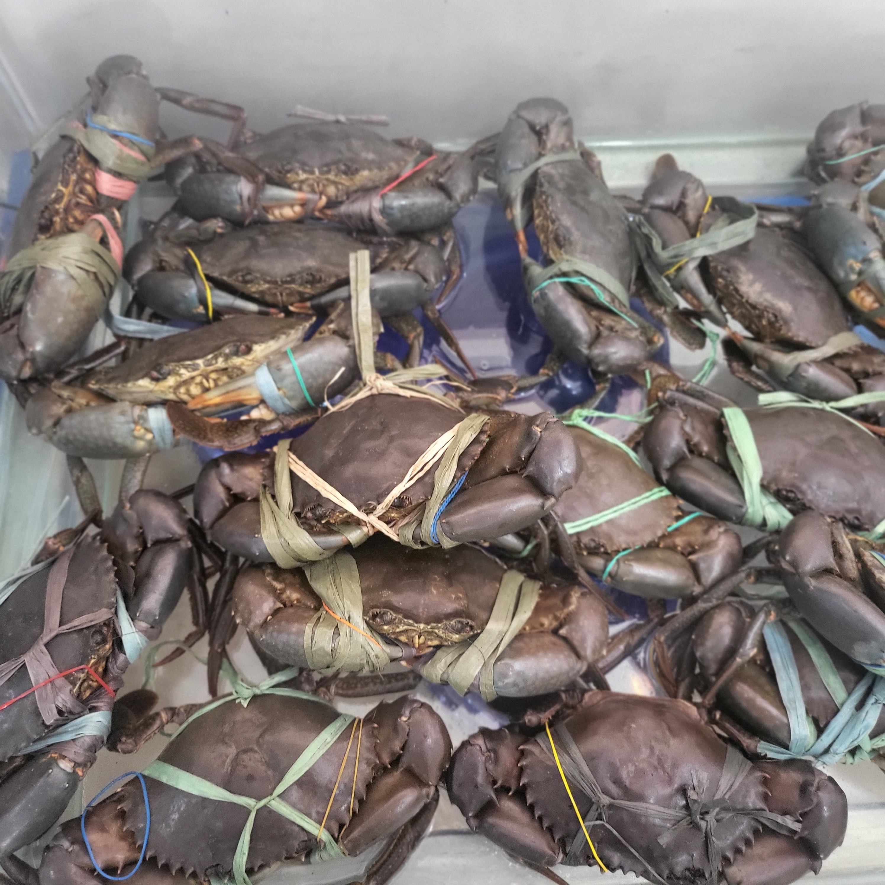 Fresh live crabs